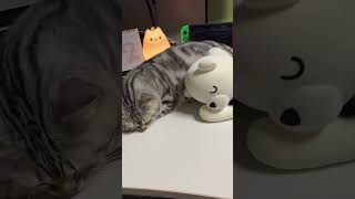 お気に入りの抱き枕と一緒