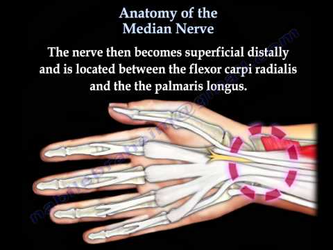 Anatomy Of The Median Nerve - Everything You Need To Know - Dr. Nabil Ebraheim