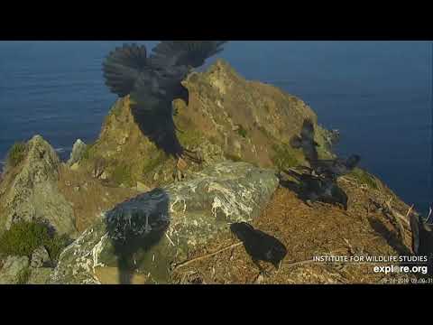 download lagu mp3 mp4 Group Of Ravens, download lagu Group Of Ravens gratis, unduh video klip Group Of Ravens