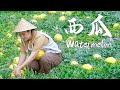 This summer can’t be without watermelon【滇西小哥】