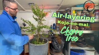 Air-layering Kojo-no-mai Flowering Cherry Tree (Prunus incisa)