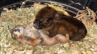 Piglet vs Prairie Dog (Big Ounce Dies)