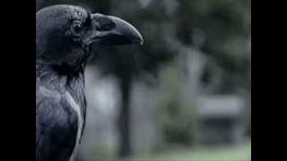 Heavy Sleep - Tasseomancy (Princess Century Coma remix)