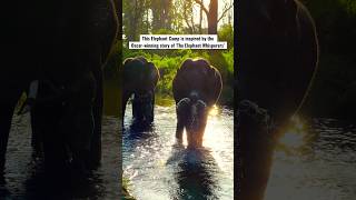 Want to adopt an Elephant in India? Wait for the location! #shorts #animals #youtubeshorts