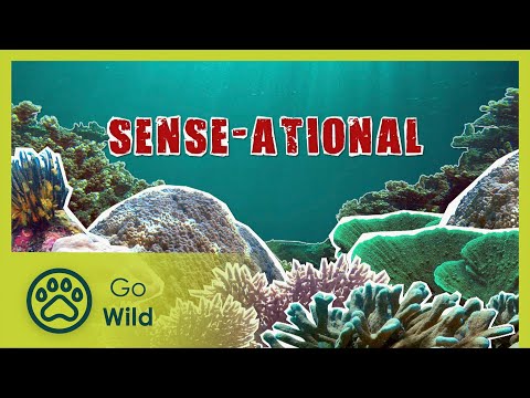 Super smell to incredible eyesight - Barneys Barrier Reef 12/20 - Go Wild