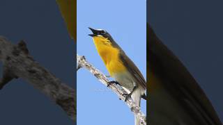 Download lagu Dengarkan Lagu Burung Chat Dada Kuning! mp3