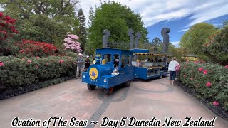 Ovation of The Seas ～ Day 5 Dunedin New Zealand。｜海洋赞礼号第五天新西兰达尼丁