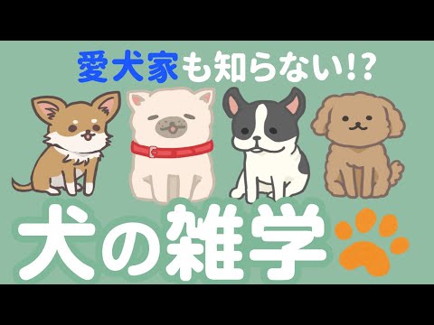 犬が注意を引くためにする8つのこと