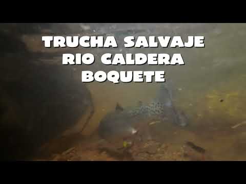 PESCA DE TRUCHAS CHIRIQUI: Un dia de pesca de truchas en Boquete, Chiriqui.