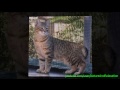 PixieBob - El Gato Pixie Bob - Razas de gatos