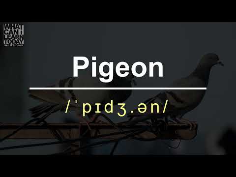 How to pronounce the word "Pigeon"