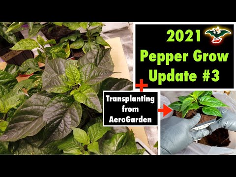 2021 Pepper grow update #3 - 03/28/21 + Transplanting from AeroGarden