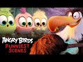 Angry Birds Best Scenes