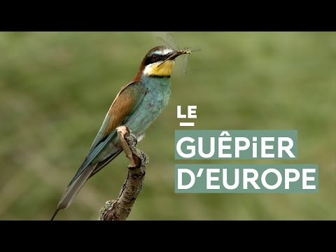 Voilà l'été, voilà le guêpier !