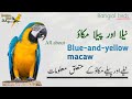 Blue And Yellow Macaw Parrot S Information In Urdu Hindi Macaw Cage Setup And Food مکاؤ طوطا