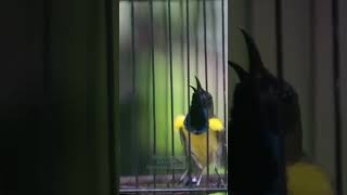 Download lagu PANCINGAN SOGON GACOR EMOSI CARI LAWAN mp3