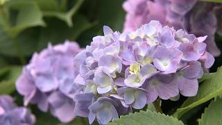 6月17日【びわ湖放送ニュース】約５０品種・１万本　もりやま芦刈園で色とりどりのアジサイが見ごろ