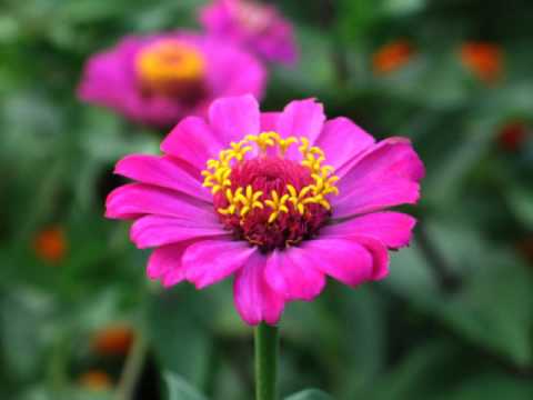 Arthur Deep - Purple Silence (Solus Town Remix)