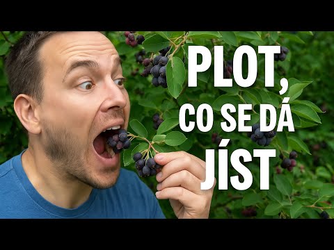 Muchovník Lamarckův-Nejchutnější živý plot? Tohle vám vyroste a chutná jako borůvky!