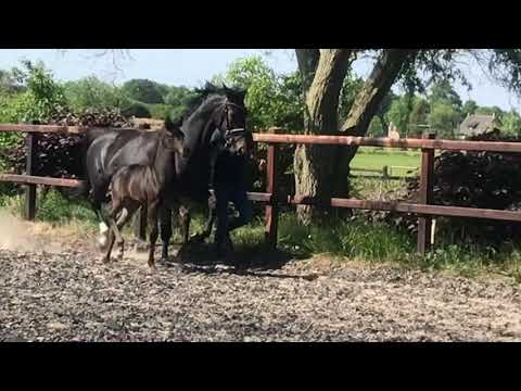 Prima Donna Maria (Painted Black x Negro) 2020 Filly