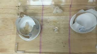 Silkmoth Response to Bombykol