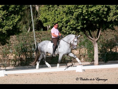 Norio, Top Dressage PRE Stallion, *2009, For sale