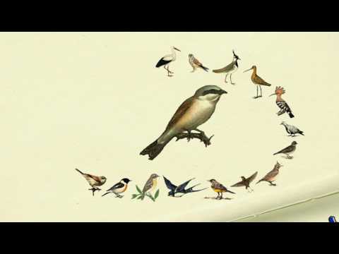 "W służbie natury"- sezon 2016- Ptaki polne