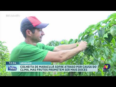 Clima afeta colheita e reduz oferta de maracujá nos mercados de SC