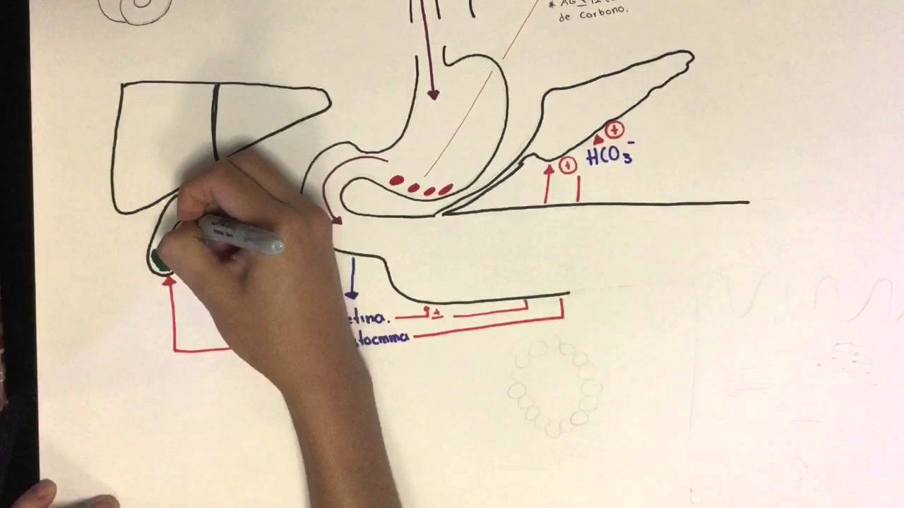 Metabolismo de los Triglicéridos
