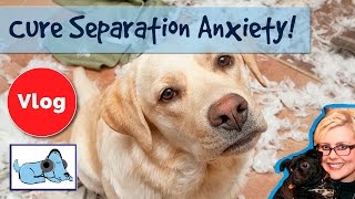 How to Cure Separation Anxiety in Dogs!