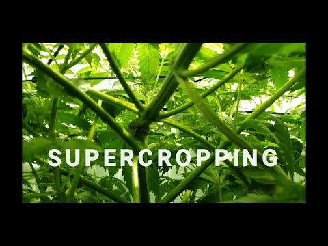 Supercropping: A hands on how to, setting up screen of green