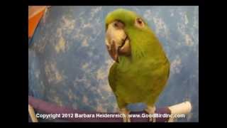 My Parrot Says Yee Haw