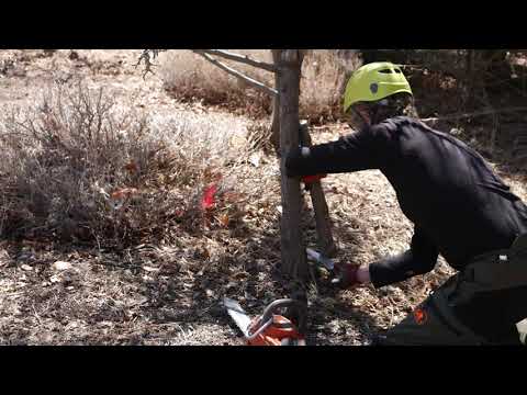 Pruning with the Pros - Removing a Double Trunk