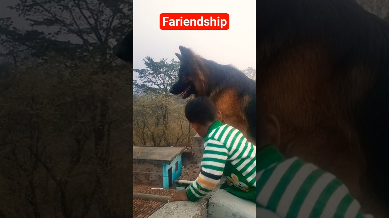 Gairo se shikayat koun karen #germanshepherd #germanshepheard #myanimal #spfamilyvlog #bollywood