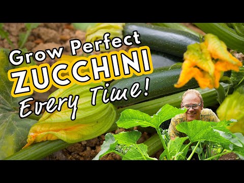Grow Perfect Zucchini Every Time!