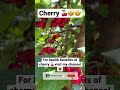Cherry 🍒😋 #shorts #shortsfeed #cherry #fruit