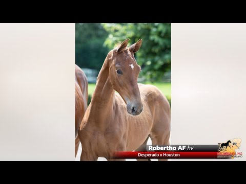 Robertho AF | Desperado x Houston