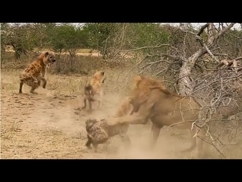 Male lion attacks hyena trying to steal its kill