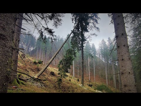 Gefahrensituation! Extremen Rückhänger akkuschonend fällen
