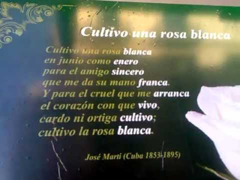 Cultivo una rosa blanca