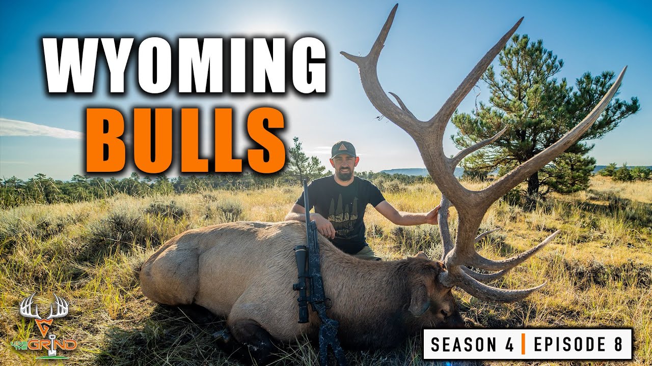S4E8 Huge Wyoming Bulls!