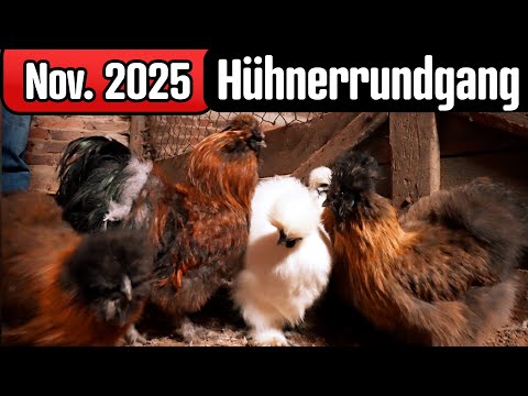 Neuer Zuchtstamm für 2026 ! Habe ich endlich meine Traumrasse gefunden?