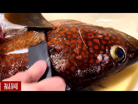 [Sushi en Fukuoka] ¡Después de todo! ¡El sabor está en los detalles! ¡Los ingredientes cuidadosamente preparados sorprenderán a tus clientes! ! "Yamacho" Mero faisán, camarón Kuruma, jurel/japonés