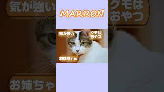 うちの子の紹介動画 #保護猫 #子ネコ #猫のいる暮らし #かわいい #猫好きさんと繋がりたい #黒猫  #キジトラ猫  #トビキジ猫 #cat