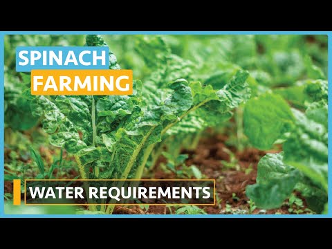 Spinach Farming Lesson 1 Introduction and Seed Selection