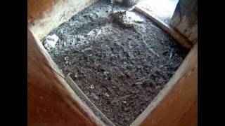 Zurich Switzerland-Kestrels.Mom waiting for breakfast.One chick does not move (?) - 2016 05 31 08 16