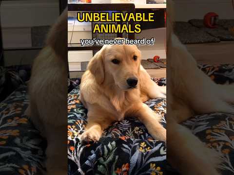 Unbelievable Animals you've never heard of The fur goblin #goldenpup #mydog #retriever #pupppy