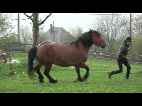 Iapa lui Dorel de la Marisel, Cluj 2019