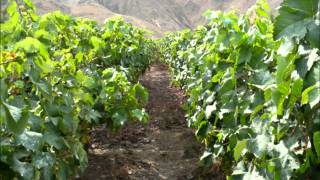 steve winwood secrets