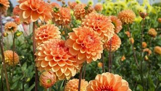 Download lagu Poppy Mercury & Saleem - Suci Dalam Debu (Karaoke Tanpa Vokal) mp3